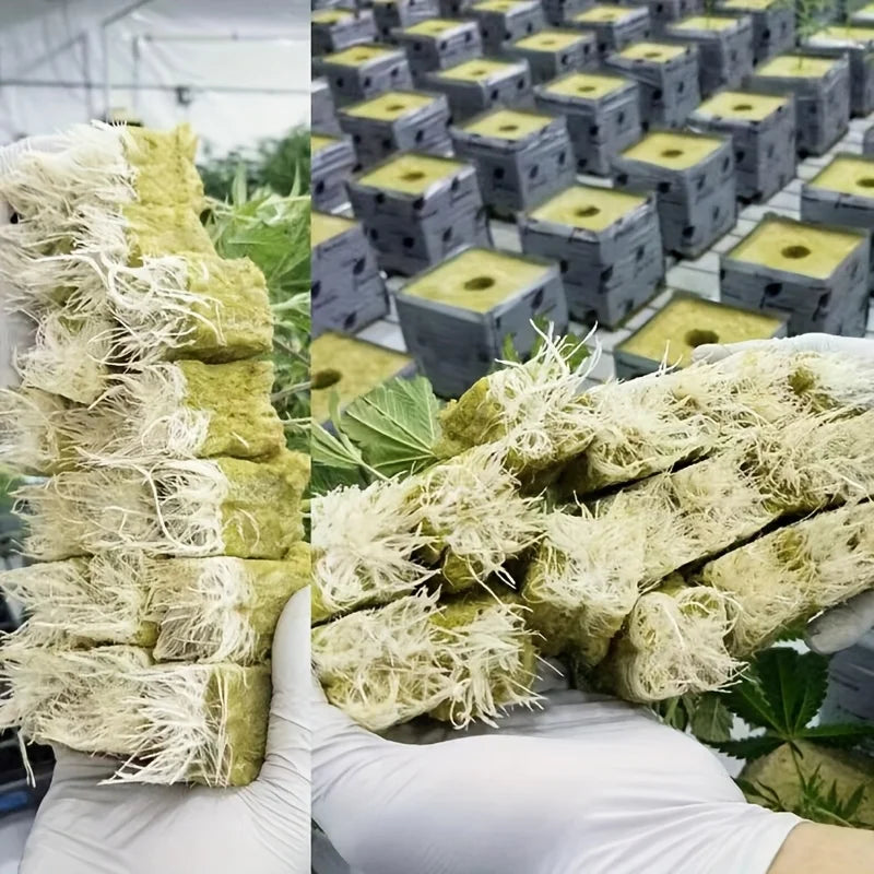 Green Seed Starter Cubes Surface for Optimal Germination, Ideal for Hydroponic and Soilless Planting, Vegetable Seed Compatible